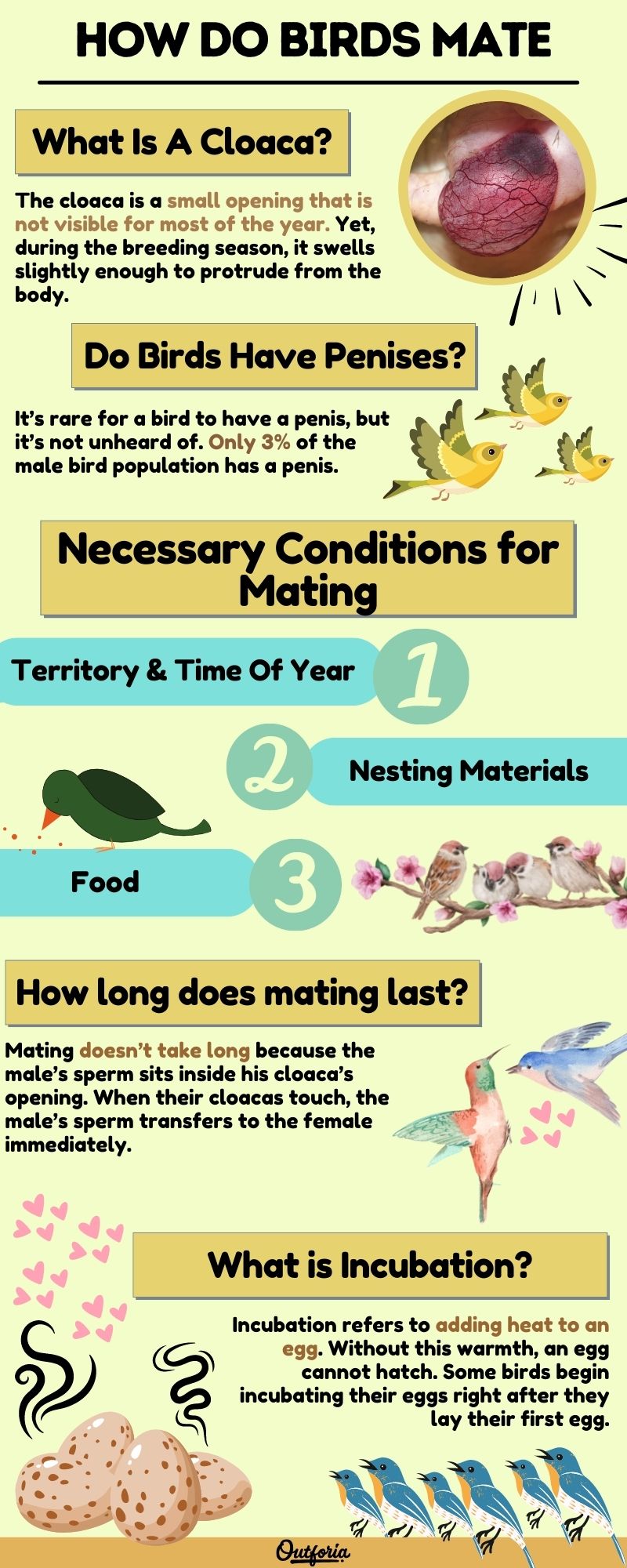 Chart of how do birds mate including facts, photos, and more
