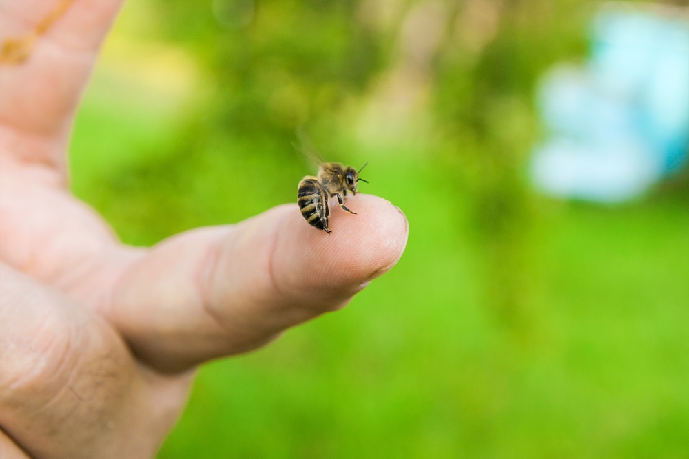 image of a bee stinging a finger