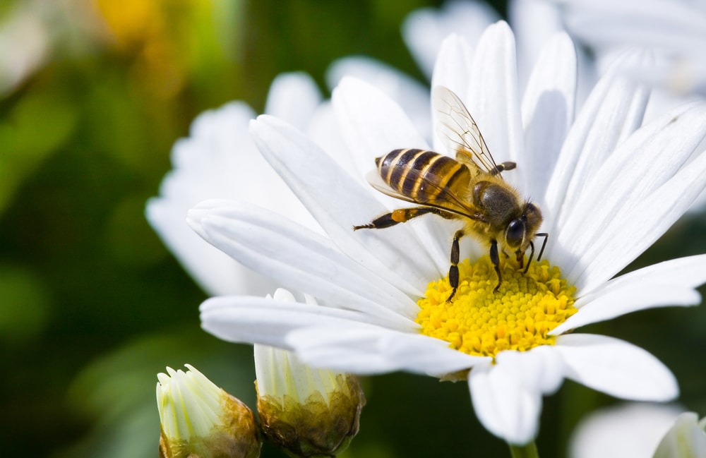 a bee sipping from a nectar of a daisy plant