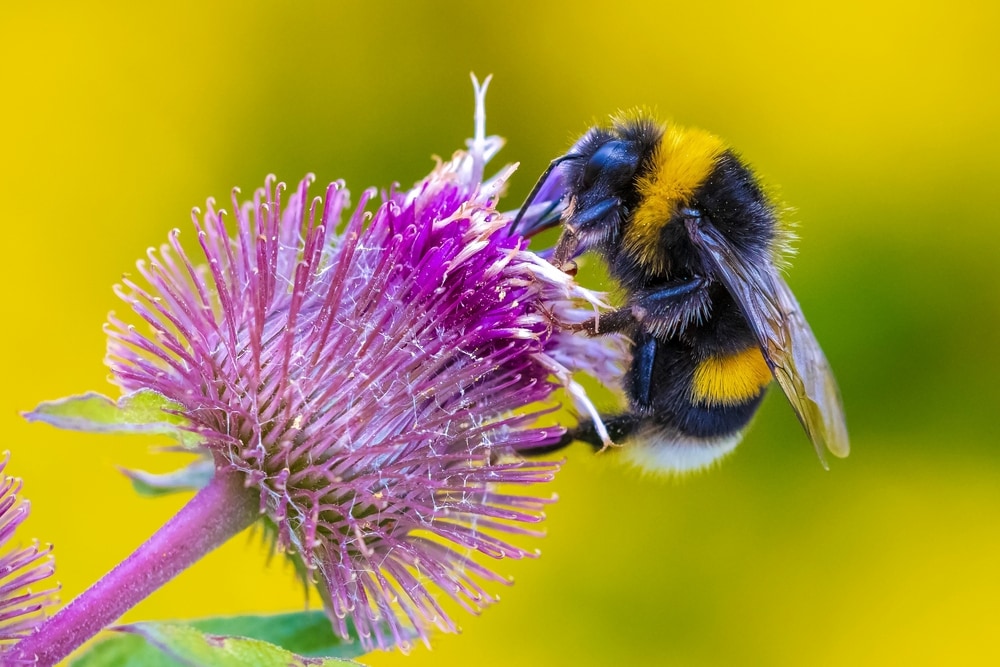 close up image of a buff-tailed bumblebee feeding on a pink flower