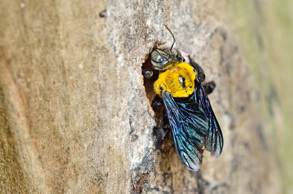 a carpenter bee drilling a hole in a wood