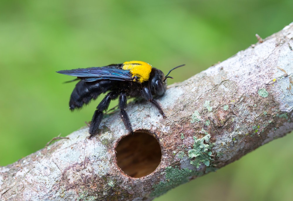 a carpenter bee on a wooden fence