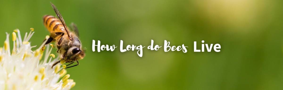 how long do bees live featured image