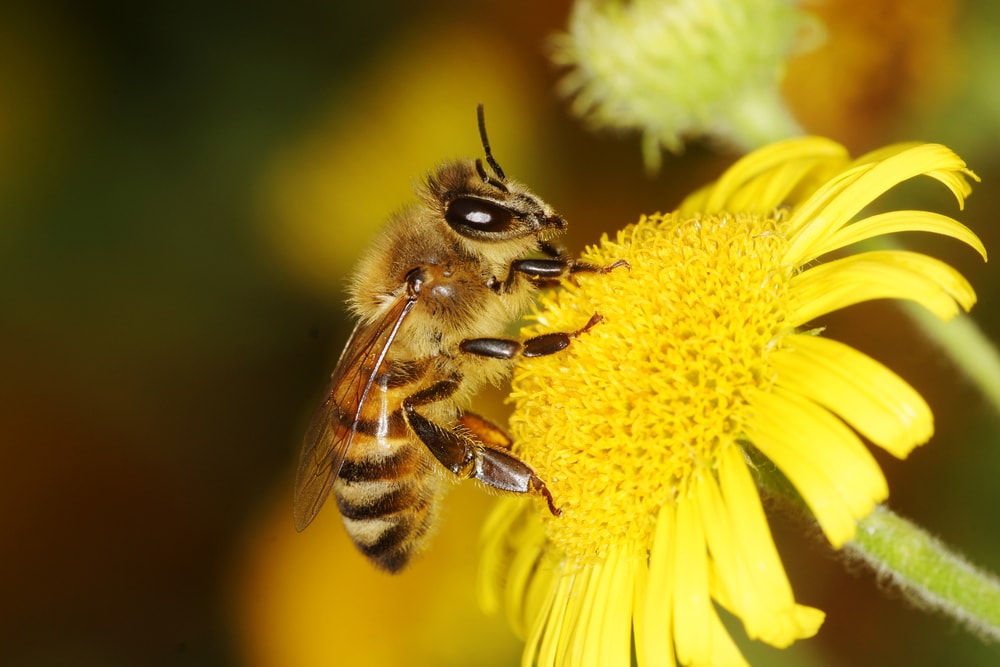 image of a honey bee on a yellow flower