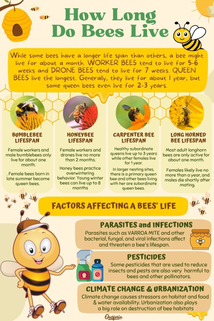 chart about  how long do bees live with types of bee's lifespan and factors affecting a bee's life