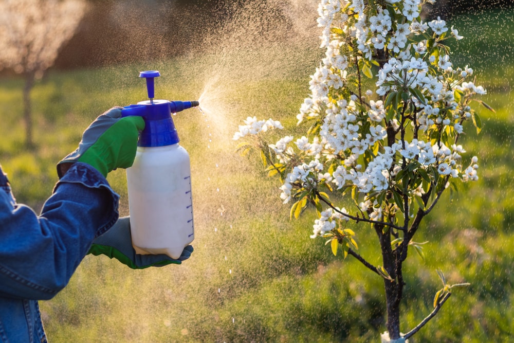 a farmer spraying pesticides on a flowering plant