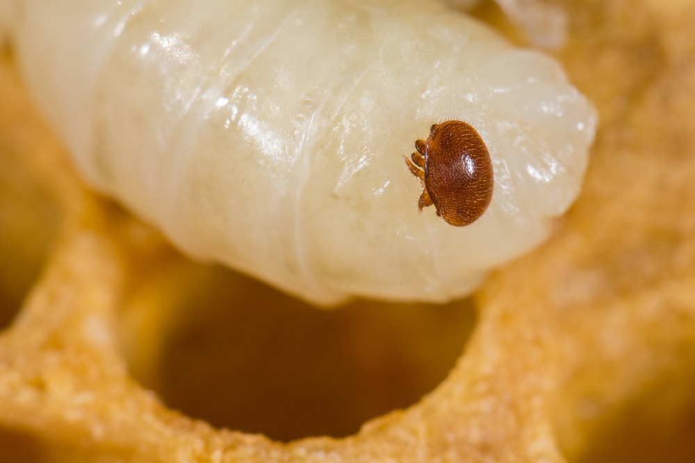 close up image of a varroa mite on a honey bee pupa