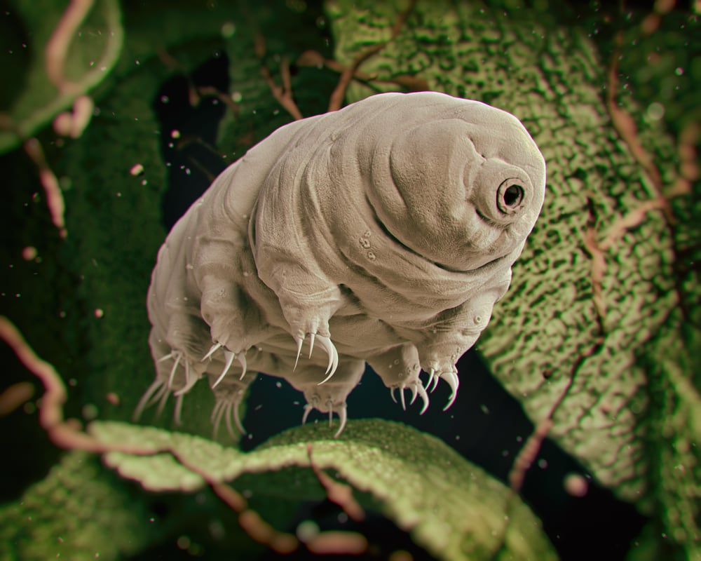 3d rendered illustration  of a tardigrade