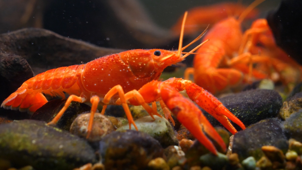 a red-orange lobster on the bottom of an aquarium