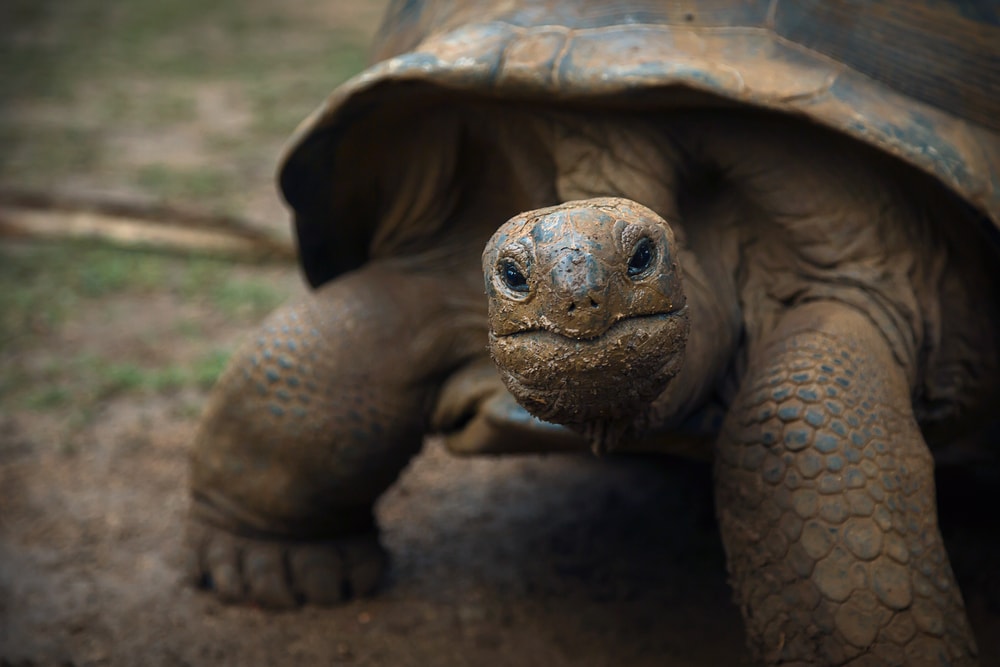 close up of a Giant Seychelles tortoise
