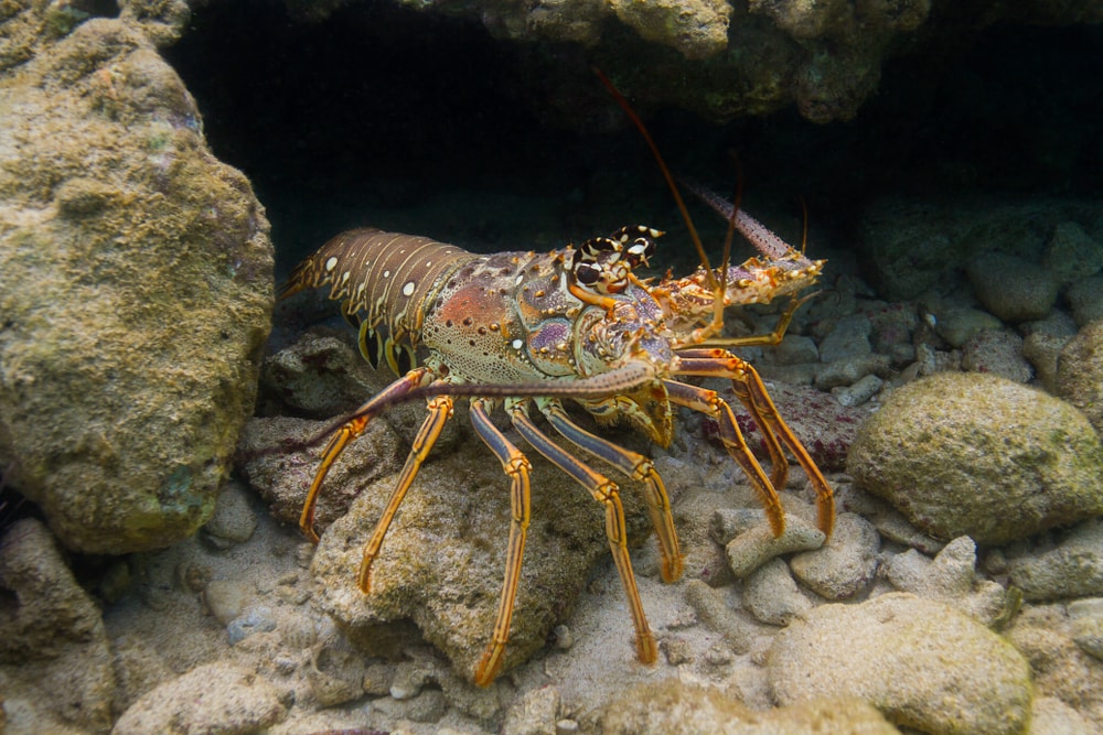 a Panulirus argus lobster hiding behind rocks underwater
