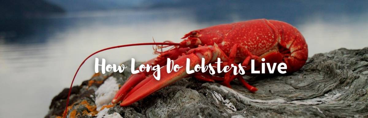 how long do lobsters live featured photo