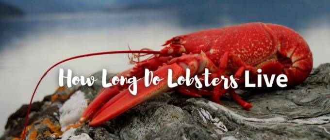 how long do lobsters live featured photo