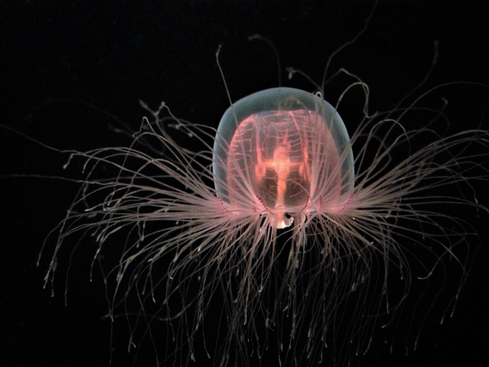 isolated image of an immortal jellyfish