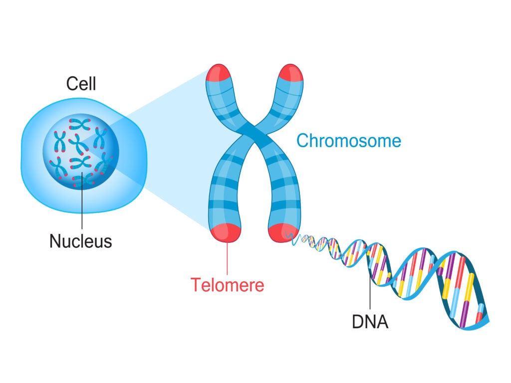 cell, chromosome, and DNA representation showing the telomere