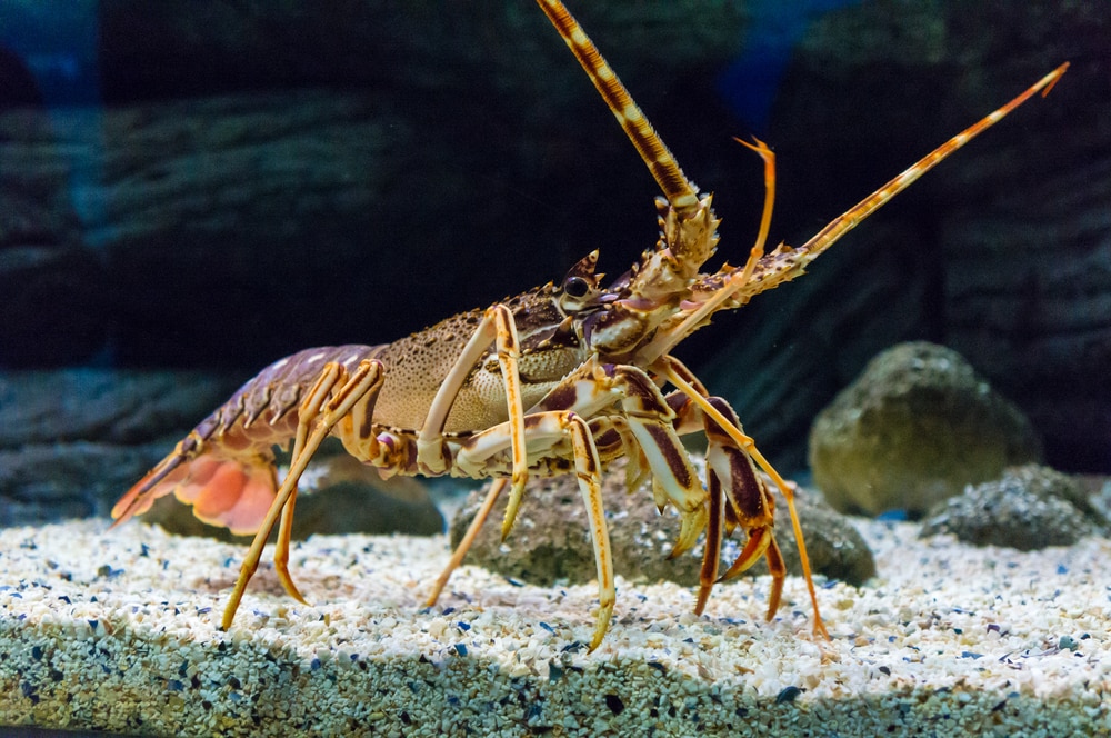 image of a tropical rock lobster underwater