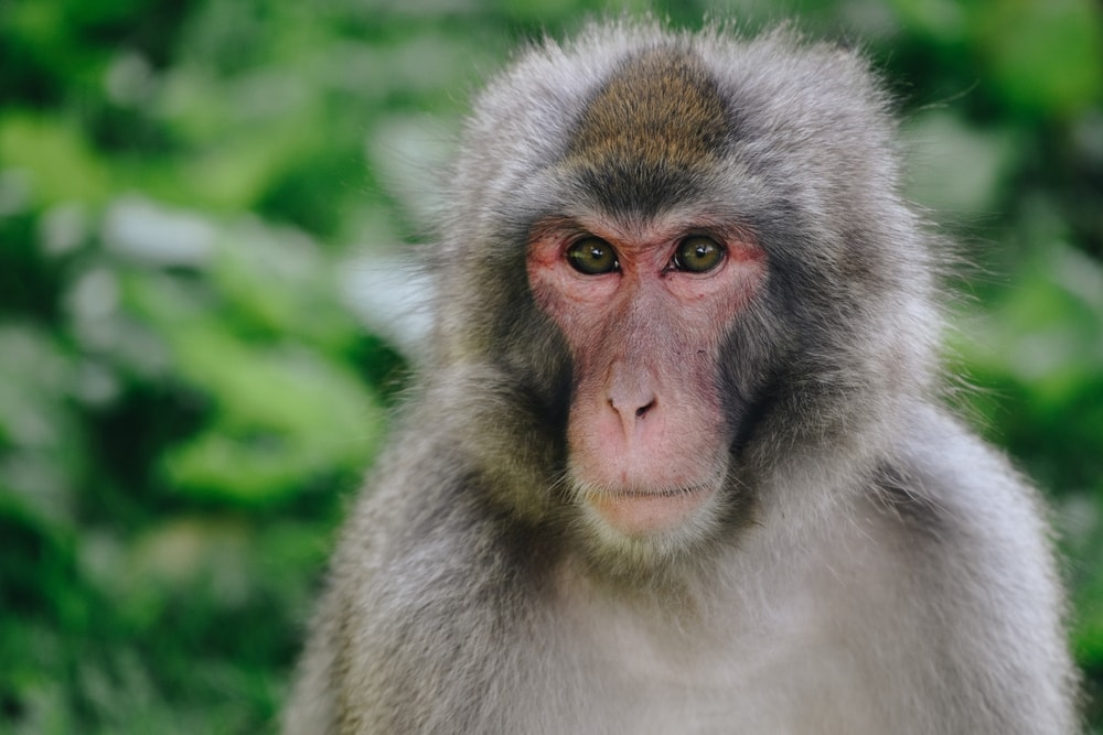 close up image of a Japanese macaque, an Old world monkey