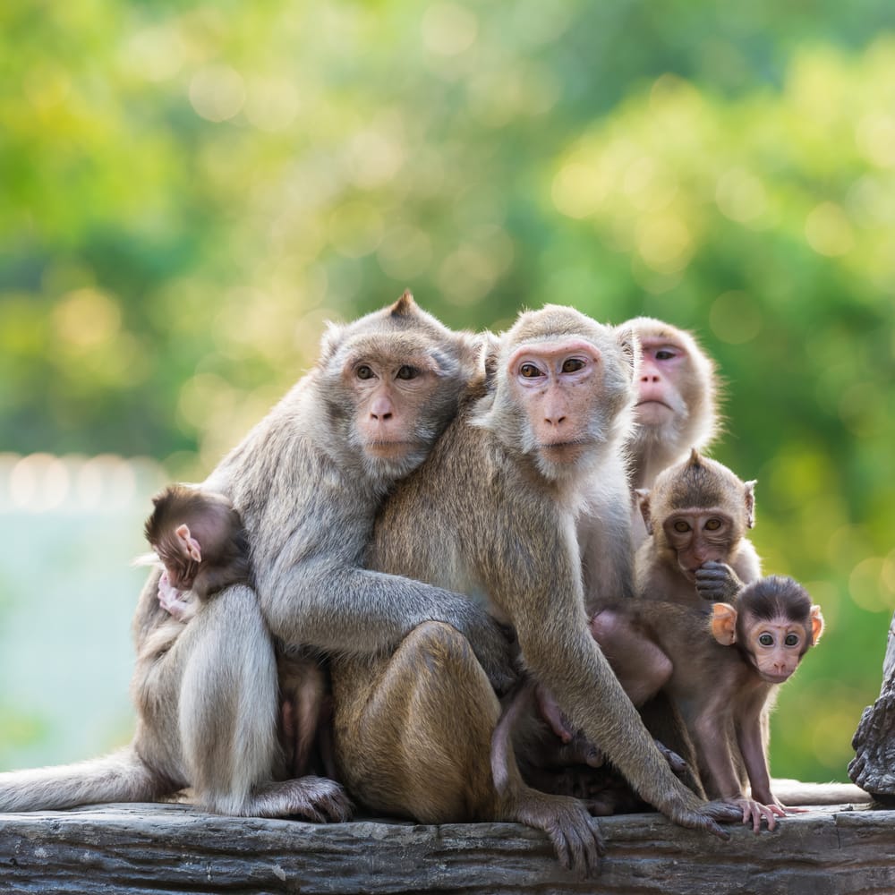 a family of monkey on a tree branch in a forest