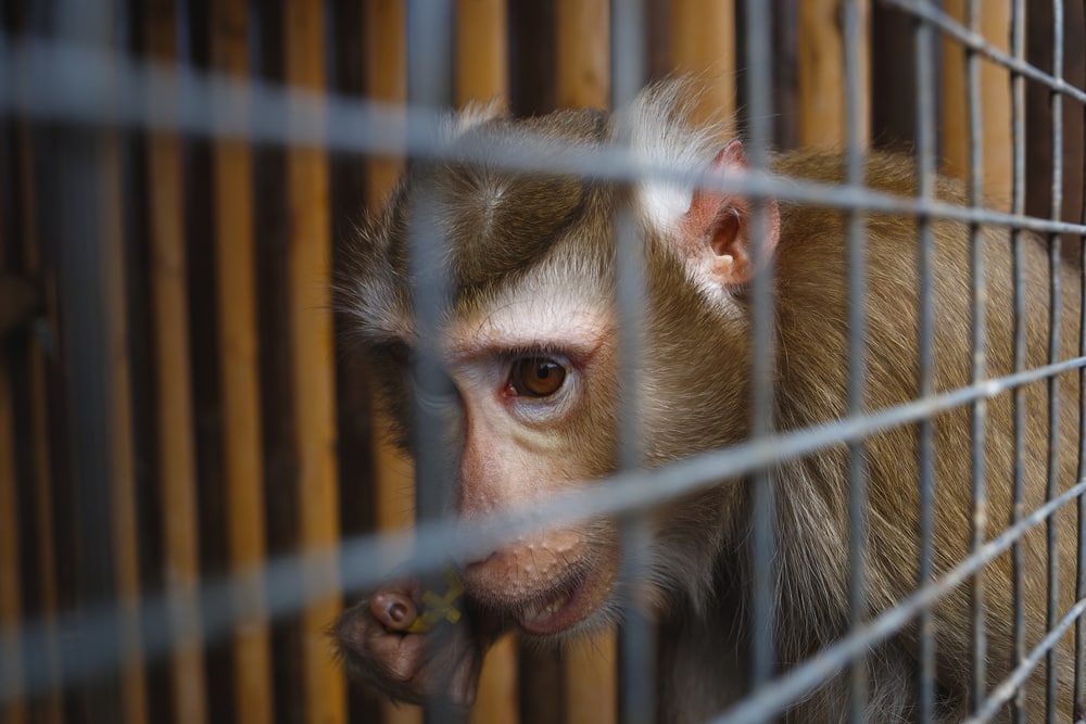 image of a monkey on a cage