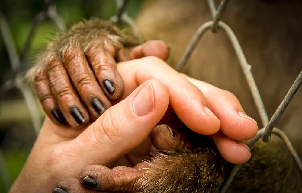 a monkey holding a human hand