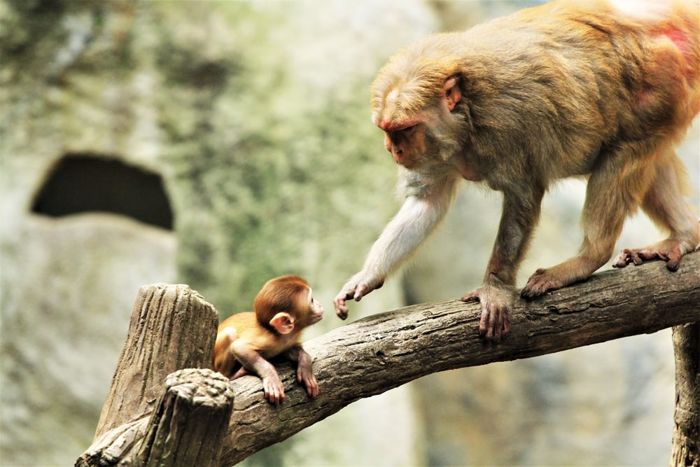 a mother and baby monkey on a wooden post