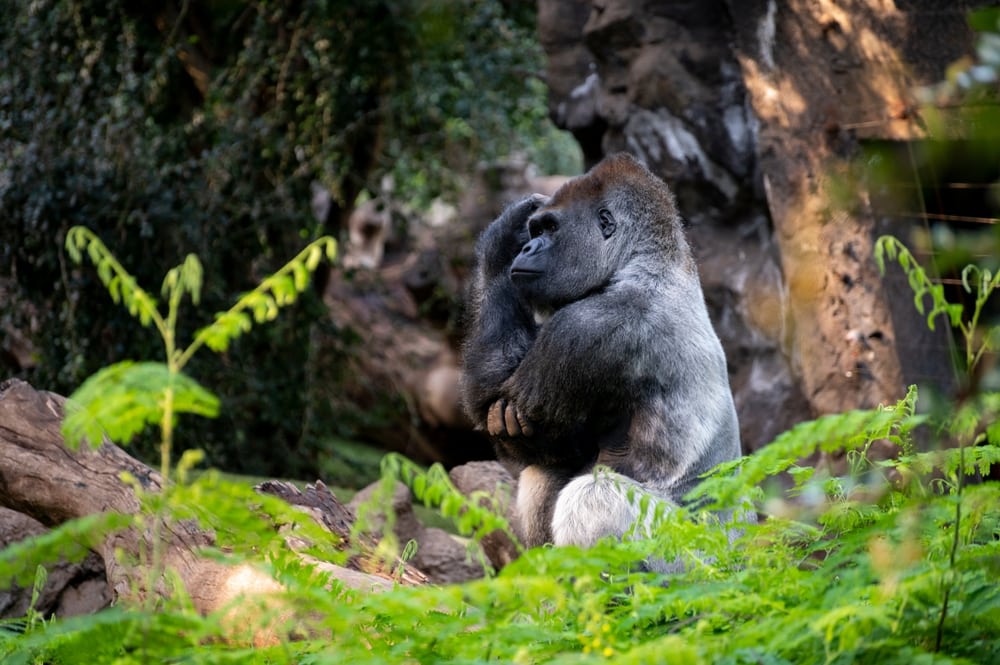 image of a gorilla in the wild