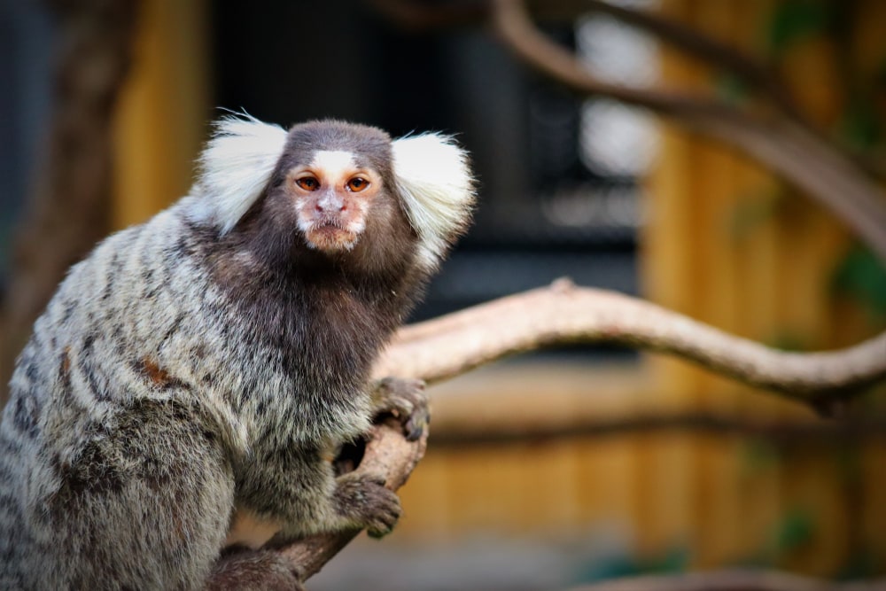 image of a common marmoset on a zoo