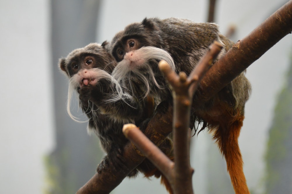 two emperor tamarins on a tree branch showing its long moustache