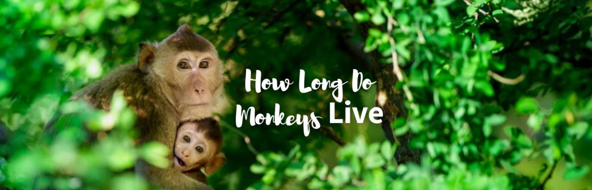 how long do monkeys live featured image