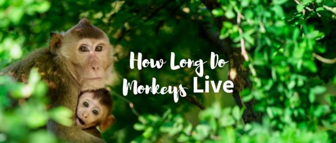 how long do monkeys live featured image
