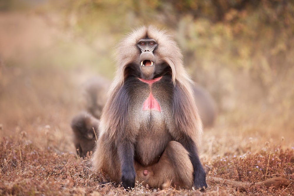 image of a gelada monkey in the wild 