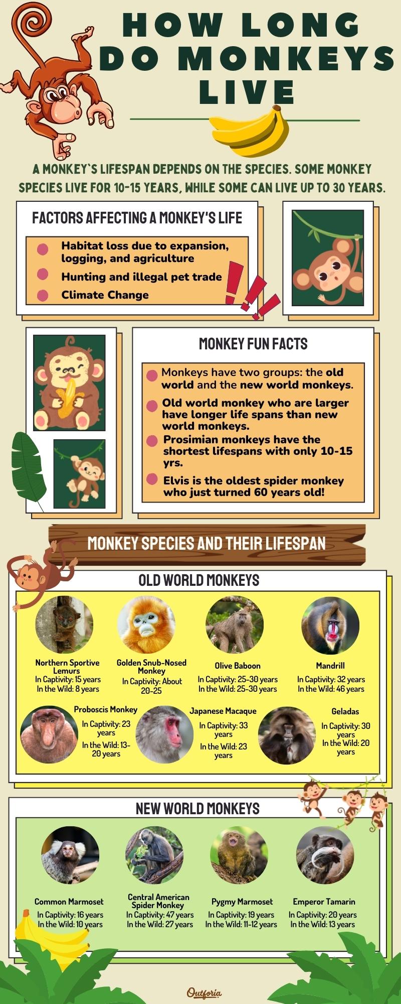 how long do monkeys live chart with facts and different monkey species' lifespan