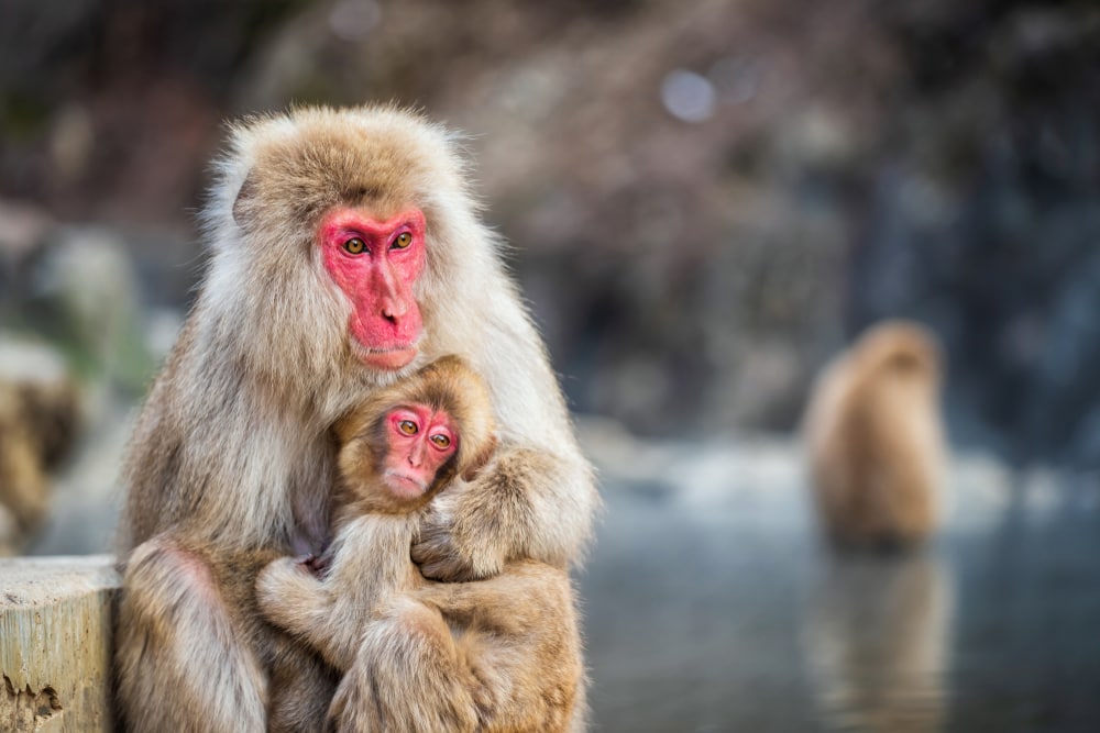 monther and baby Japanese macaque or snow monkeys near a hot spring in Japan