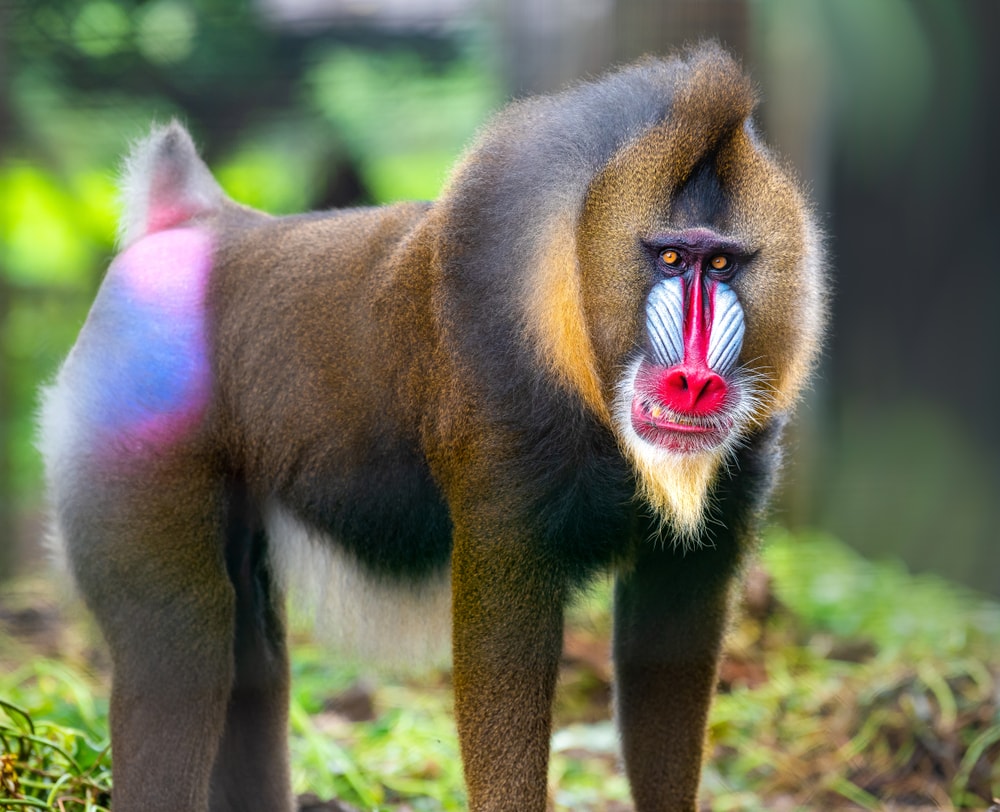 portrait of a mandrill with colorful face and butt
