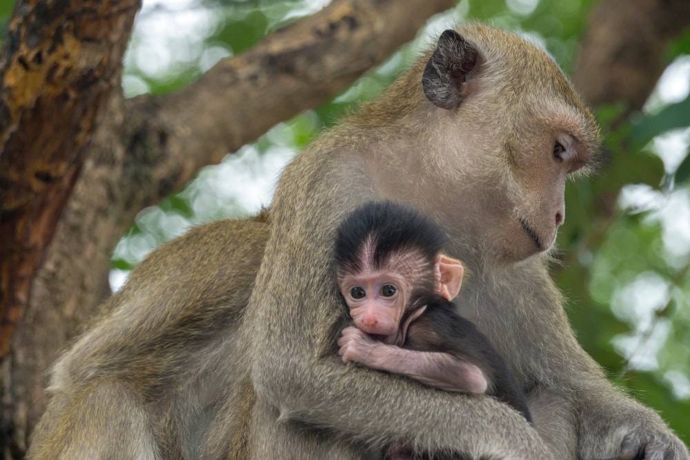 mother monkey hugging her baby