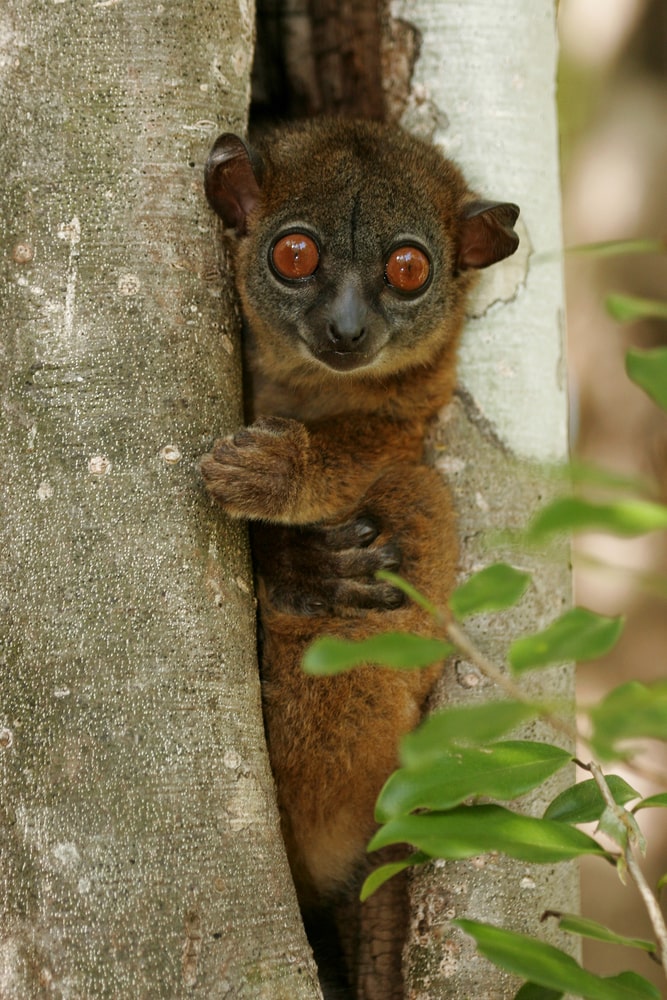 a Northern sportive lemur, the rarest type of lemur