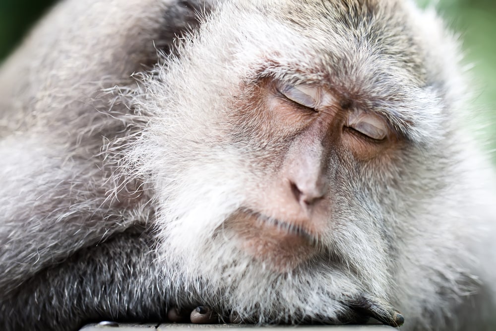image of an old monkey sleeping