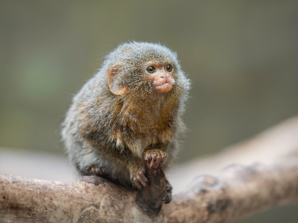 a pygmy marmoset, the world's smallest monkey, sitting on a tree branch