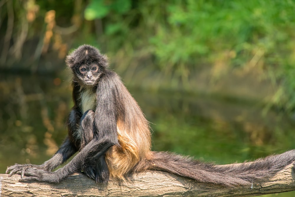 image of an American spider monkey sitting on a tree 
