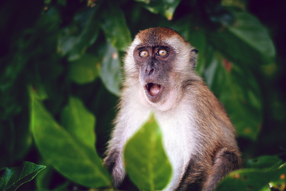 surprised monkey with opened mouth 