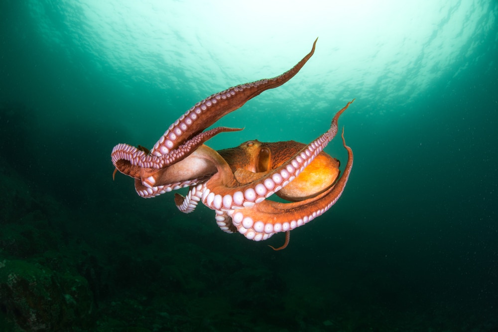 Octopus circling around the ocean