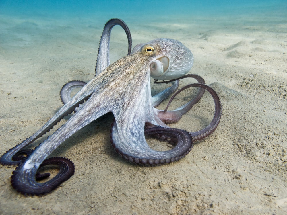 Octopus reaching for the sand