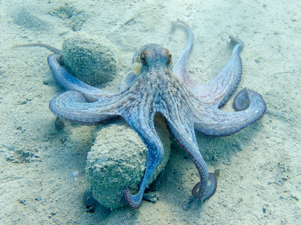Octopus holding on stones