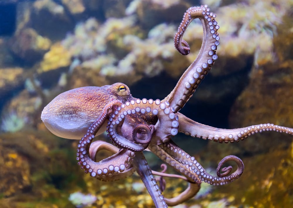 Common Octopus (Octopus vulgaris) reaching for the surface
