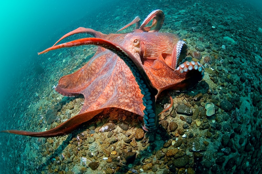 Giant Pacific Octopus (Enteroctopus dofleini) laying on stones