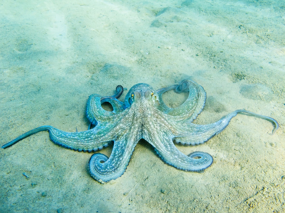 Octopus crawling on the sand