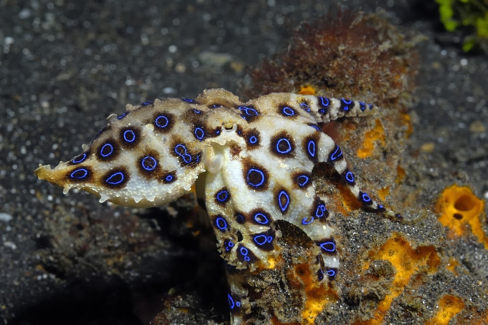 Blue-Ringed Octopus (genus Hapalochlaena) laying on a coral