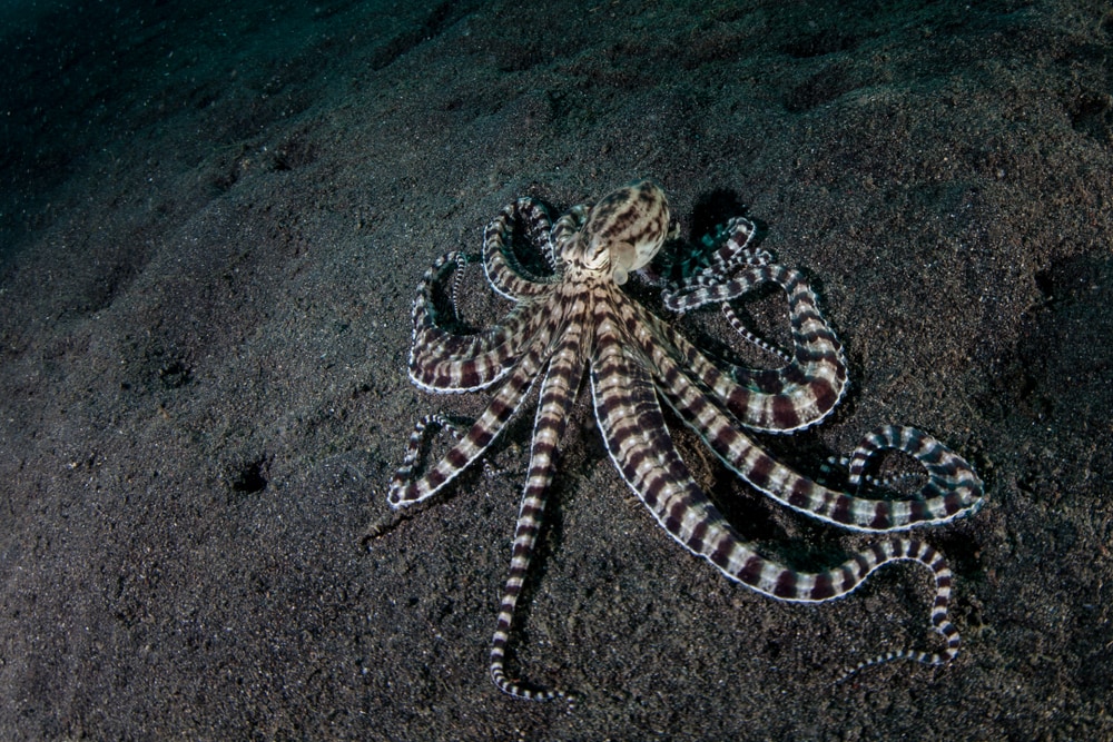 Mimic Octopus (Thaumoctopus mimicus) walking under waters at night