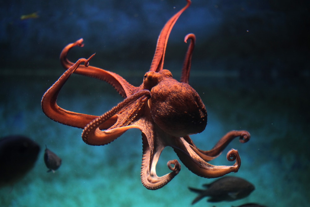 Red octopus swimming on dark waters