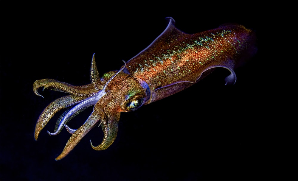 Squid glowing in the dark
